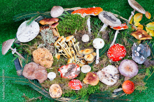 Selection of mushrooms at mycological exhibition in Mantua photo