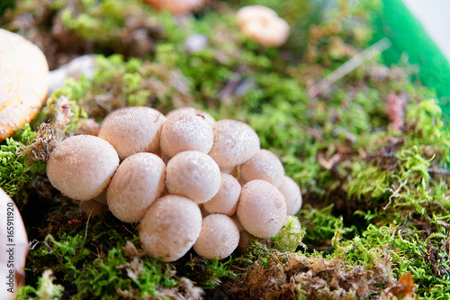 Handkea excipuliformis at mycological display of mushrooms in Mantua