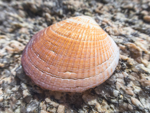 Shell on stone