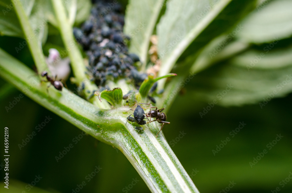 Aphids and ant Aphids and ant