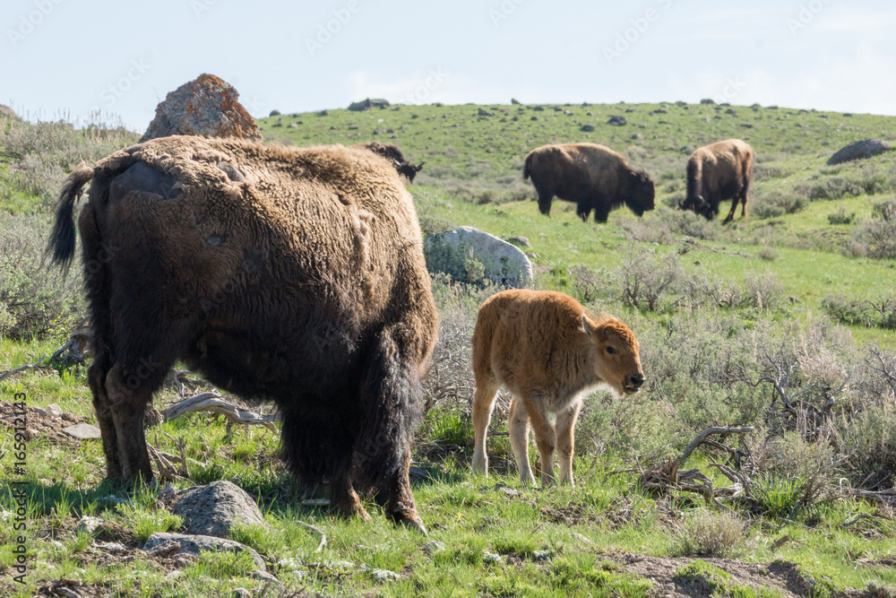 Bisons im Lamar Valley des Yellowstone Nationalpark, Wyoming