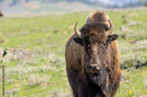 Bisons im Lamar Valley des Yellowstone Nationalpark, Wyoming
