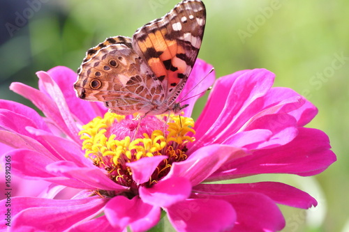 ジニア と ツマグロヒョウモン