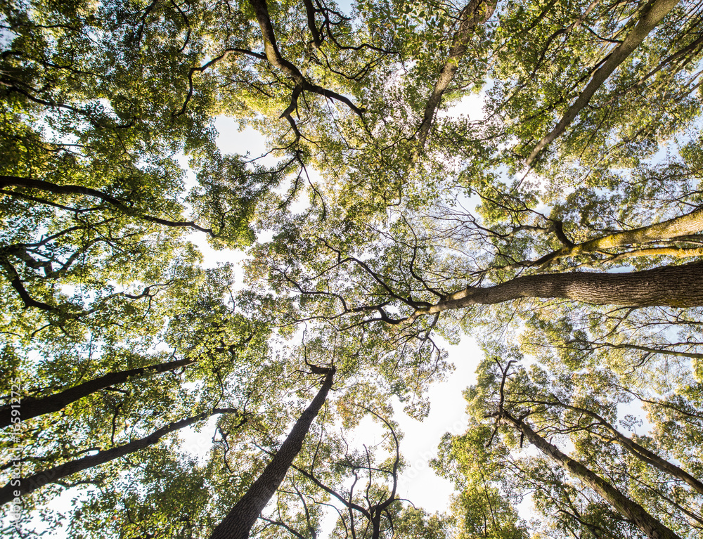 Looking up at the yellow, orange, and green tops of trees. Looking up at the yellow, orange, and green tops of trees.