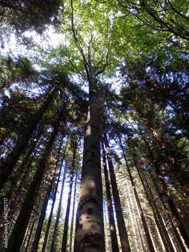 Quadro em tela beautiful summer forest photography with old tall trees from bottom view