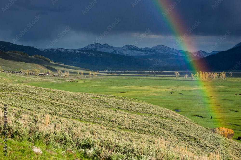 Regenbogen über saftig grünem Lamar Valley mit Bison Herde im Yellowstone Nationalpark, Wyoming Regenbogen über saftig grünem Lamar Valley mit Bison Herde im Yellowstone Nationalpark, Wyoming