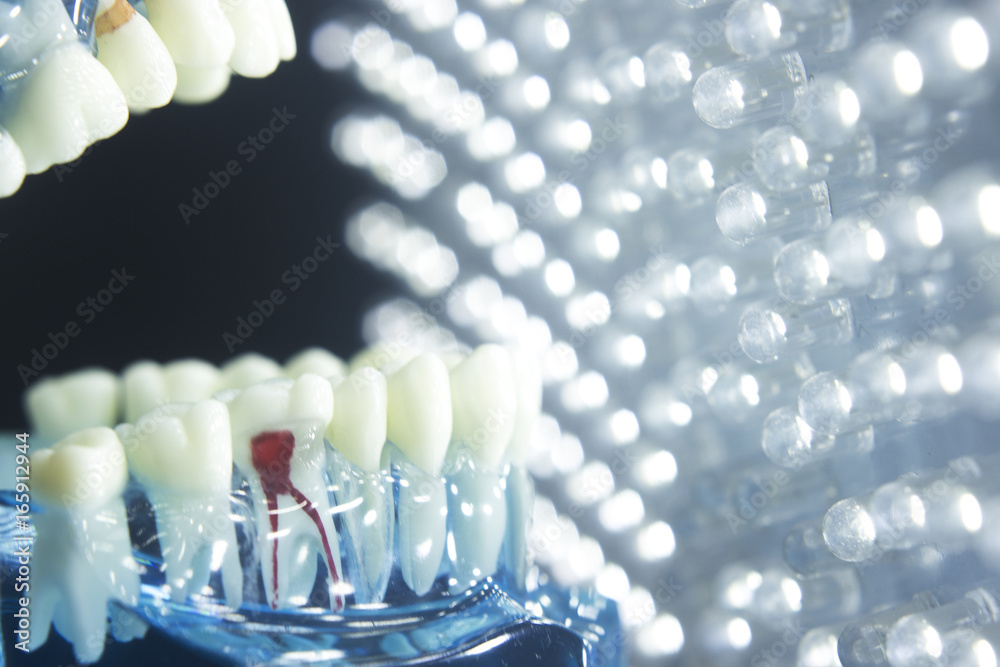 Dental teeth model root Dental teeth model root