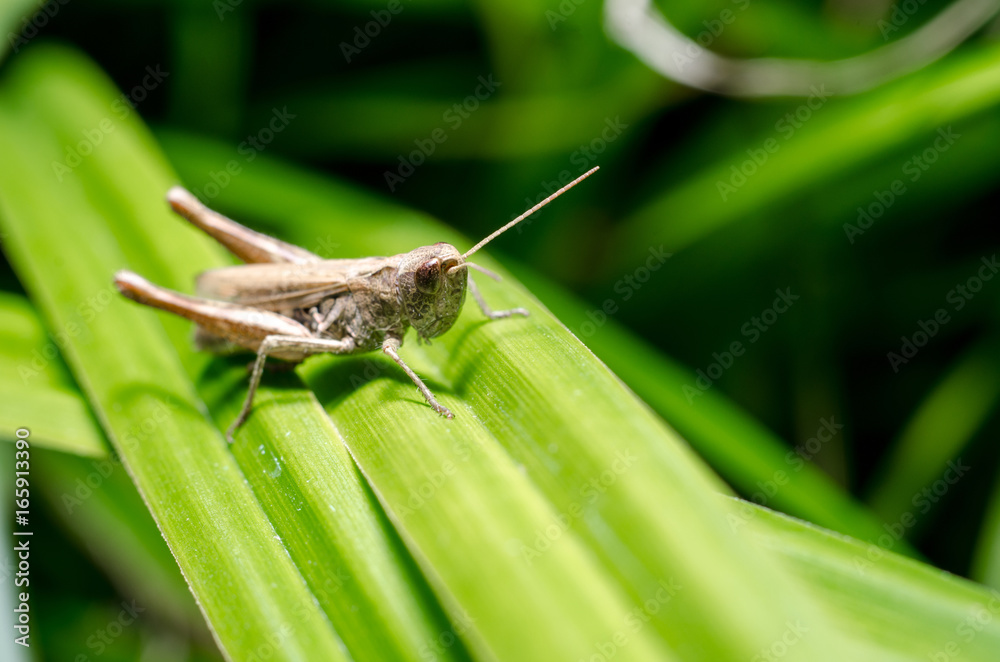 Grasshopper on leaf Grasshopper on leaf