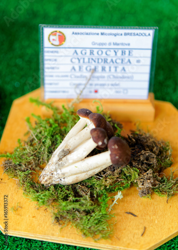 Agrocybe cylindracea aegerita at mycological exhibition of mushrooms in Mantua photo