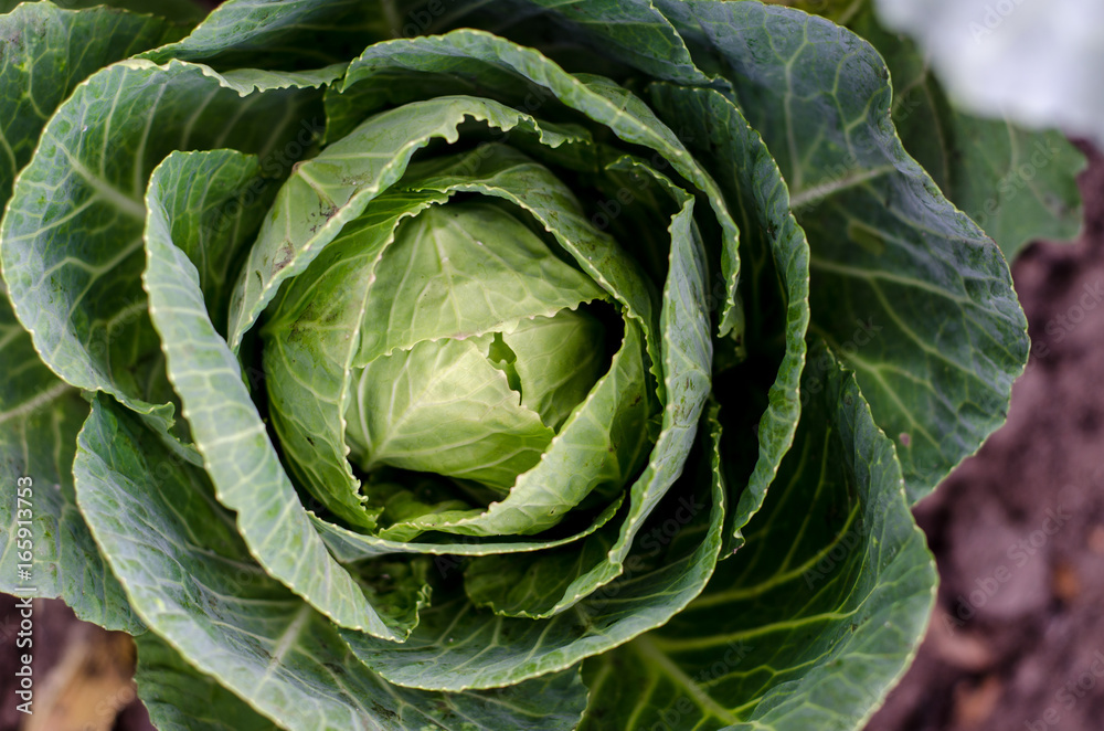 Cabbage in the garden Cabbage in the garden