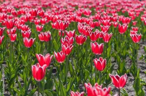 Red tulips with white border