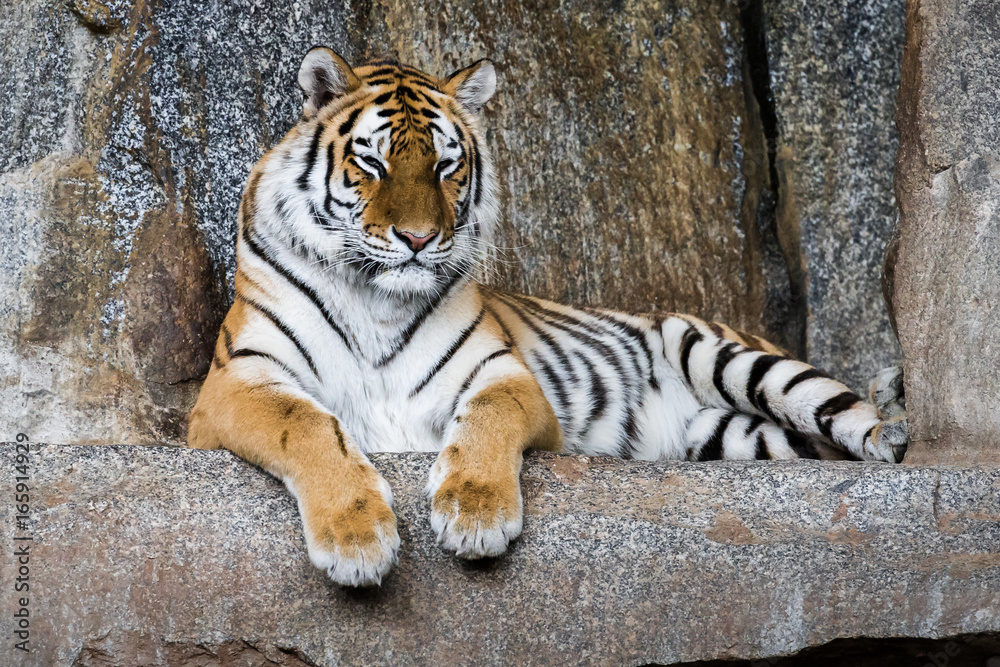 Obraz premium Sibirischer Tiger liegt auf einem Felsen 