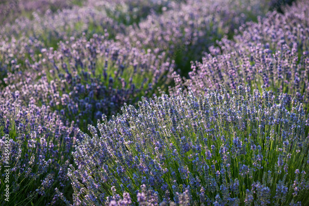Fototapeta premium Lavender