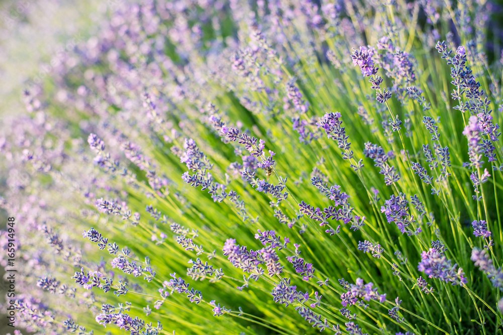 Obraz premium Lavender
