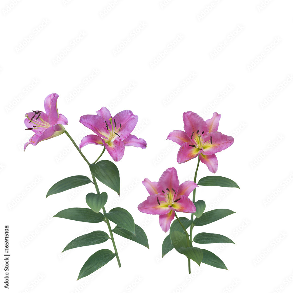 Pink Lily Flowers blossom Pink Lily Flowers blossom
