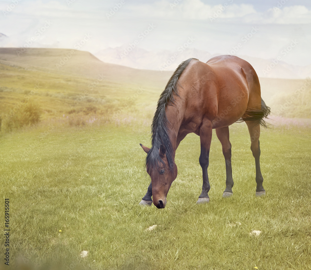Fototapeta premium Brown horse grazing in a field