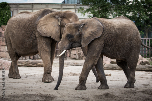Zwei Elefanten im Zoo