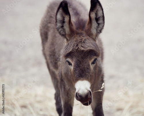 Baby donkey mule