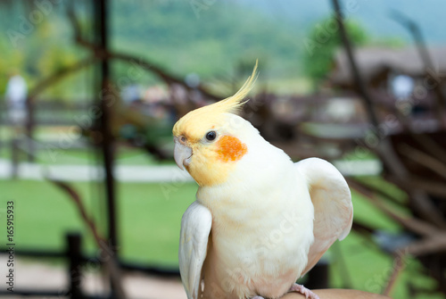 Fototapeta Naklejka Na Ścianę i Meble -  Beautiful white cockatoo