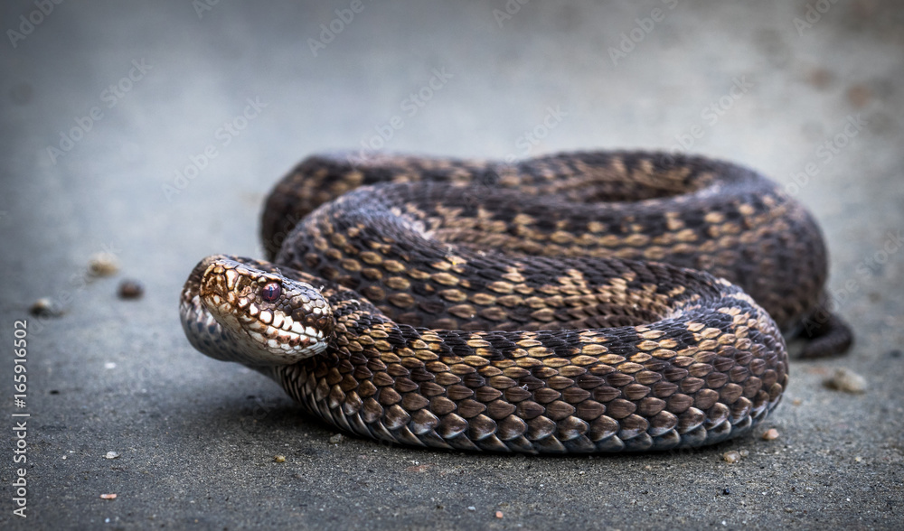 Snake, Common European Adder, Vipera berus Snake, Common European Adder, Vipera berus
