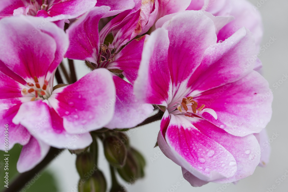 Fototapeta premium Pink flowers of the pelargonium.