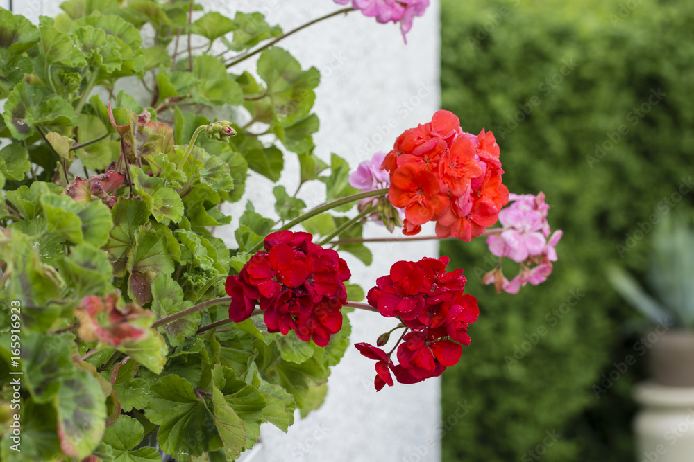 Red blooms of pelargonium with leaves. Red blooms of pelargonium with leaves.