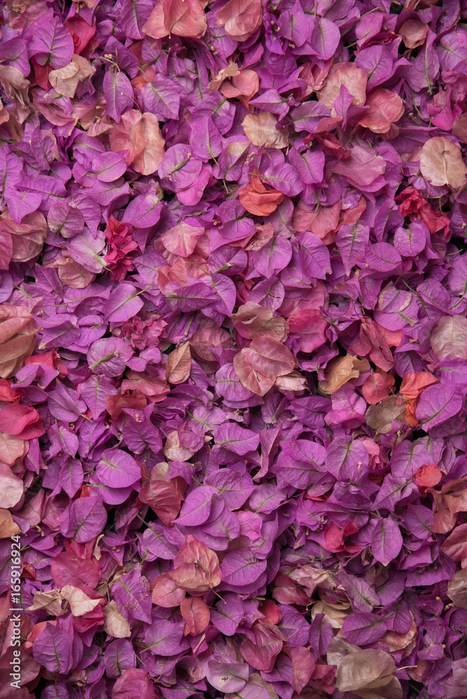 Fototapeta premium Purple Bougainvillea leafs background. Фиолетовые листя