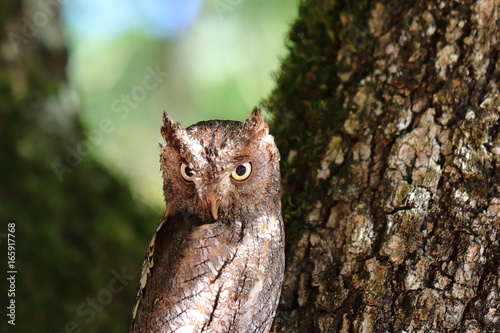 Hibou Petit Duc Scops, sur son arbre.