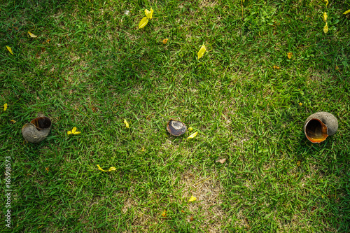 Snail's shells on green grass