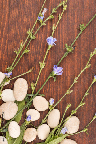 Fototapeta Naklejka Na Ścianę i Meble -  Beautiful blue wildflowers and white stones on a wooden surface.