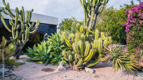Cactus garden