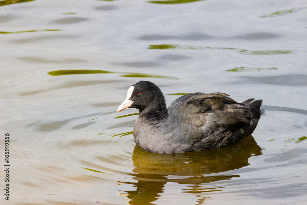 Coot On Lake Coot On Lake