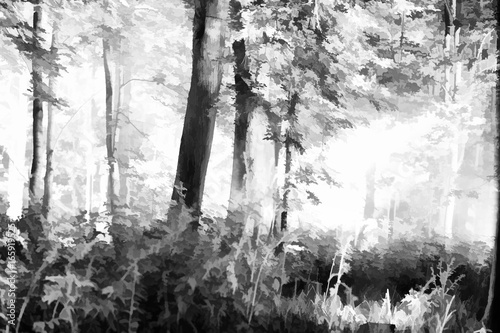 Fototapeta Naklejka Na Ścianę i Meble -  Horizontal black and white forest illustration background