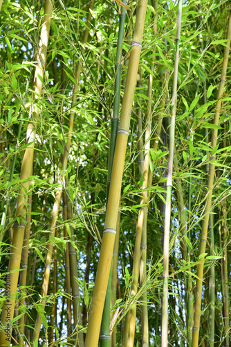 Bambous, verts et jaunes au jardin en été