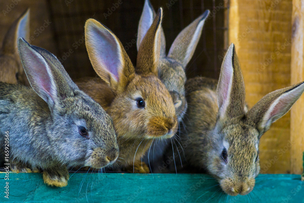 Obraz premium little rabbits. rabbit in farm cage or hutch. Breeding rabbits concept.Rabbits