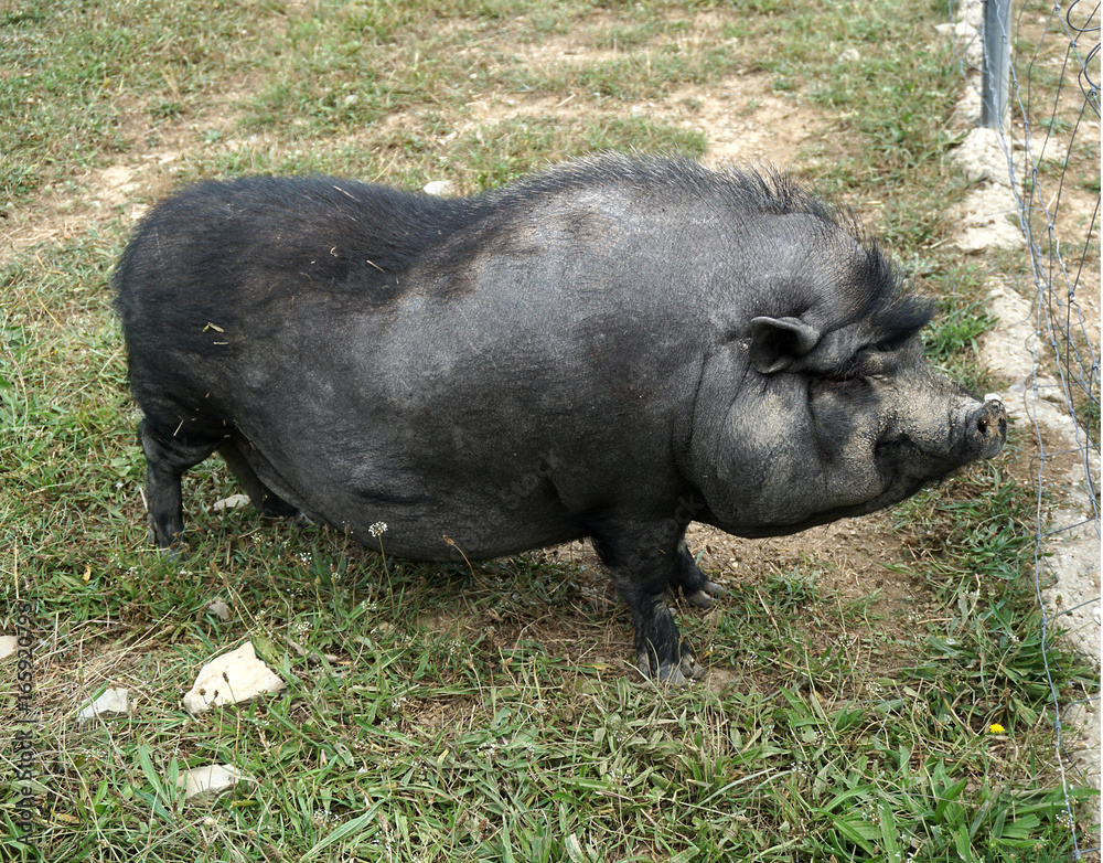 Vietnamese pig Vietnamese pig