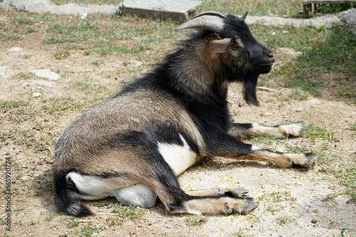 Lying goat