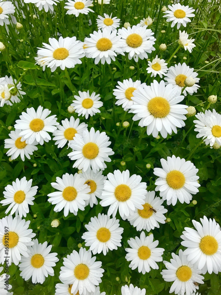 Obraz premium Daisy flowers background