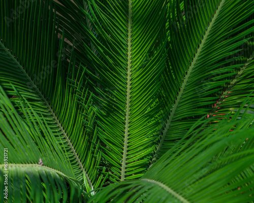 palm