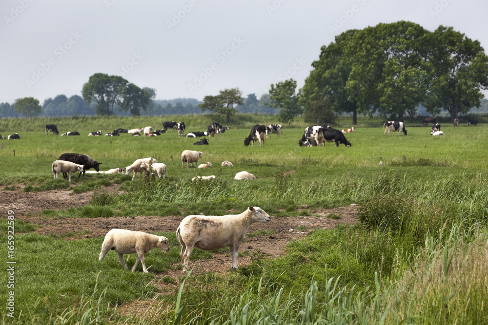 Sheep lambs and cows grazing on pasture