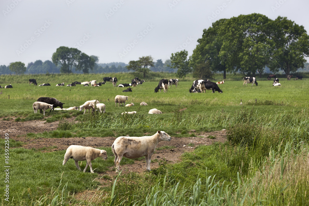 Sheep lambs and cows grazing on pasture Sheep lambs and cows grazing on pasture