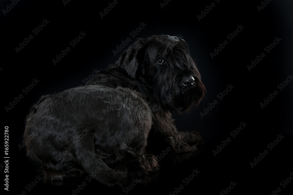 Riesenschnauzer Riesenschnauzer