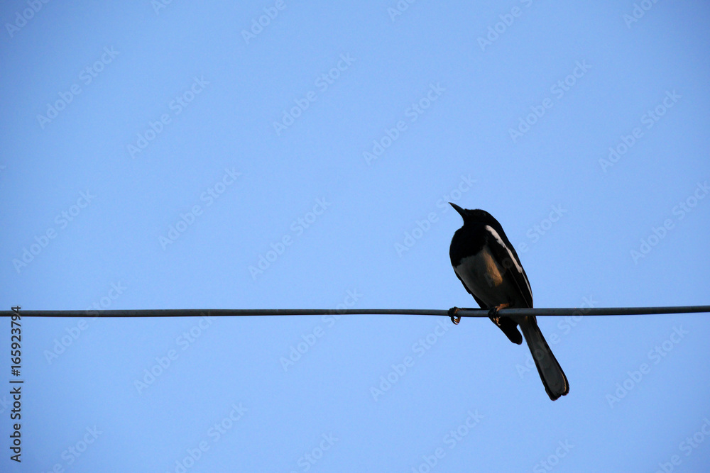 Fantail bird on electric wire with blue sky Fantail bird on electric wire with blue sky