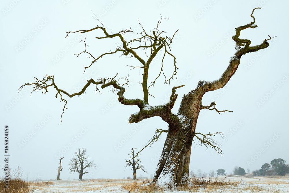 Oaks in the winter aura. Rogalin Landscape Park in Poland, Wielkopolska. Oaks in the winter aura. Rogalin Landscape Park in Poland, Wielkopolska.
