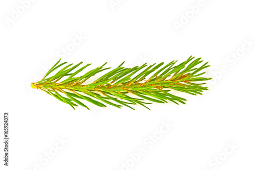 Sprig of pine on white background