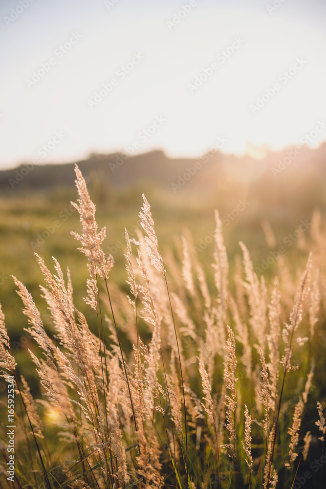 field field