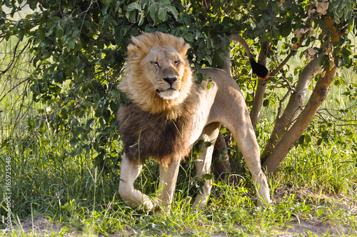 Fotografía Lion in the Wind