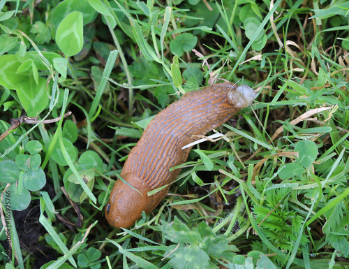 The red slug (Arion rufus)