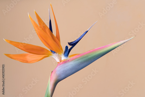 Strelitzia reginae, Bird of Paradise flower photo