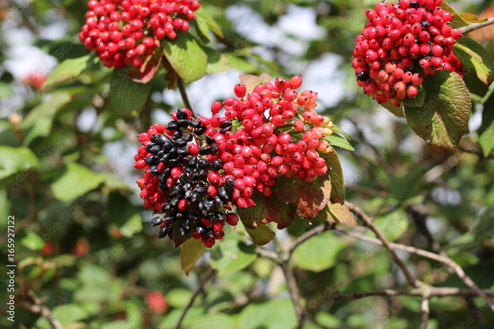 The fruit Viburnum lantana. Is an green at first, turning red, then finally black. Wayfarer or wayfaring tree is a species of Viburnum.